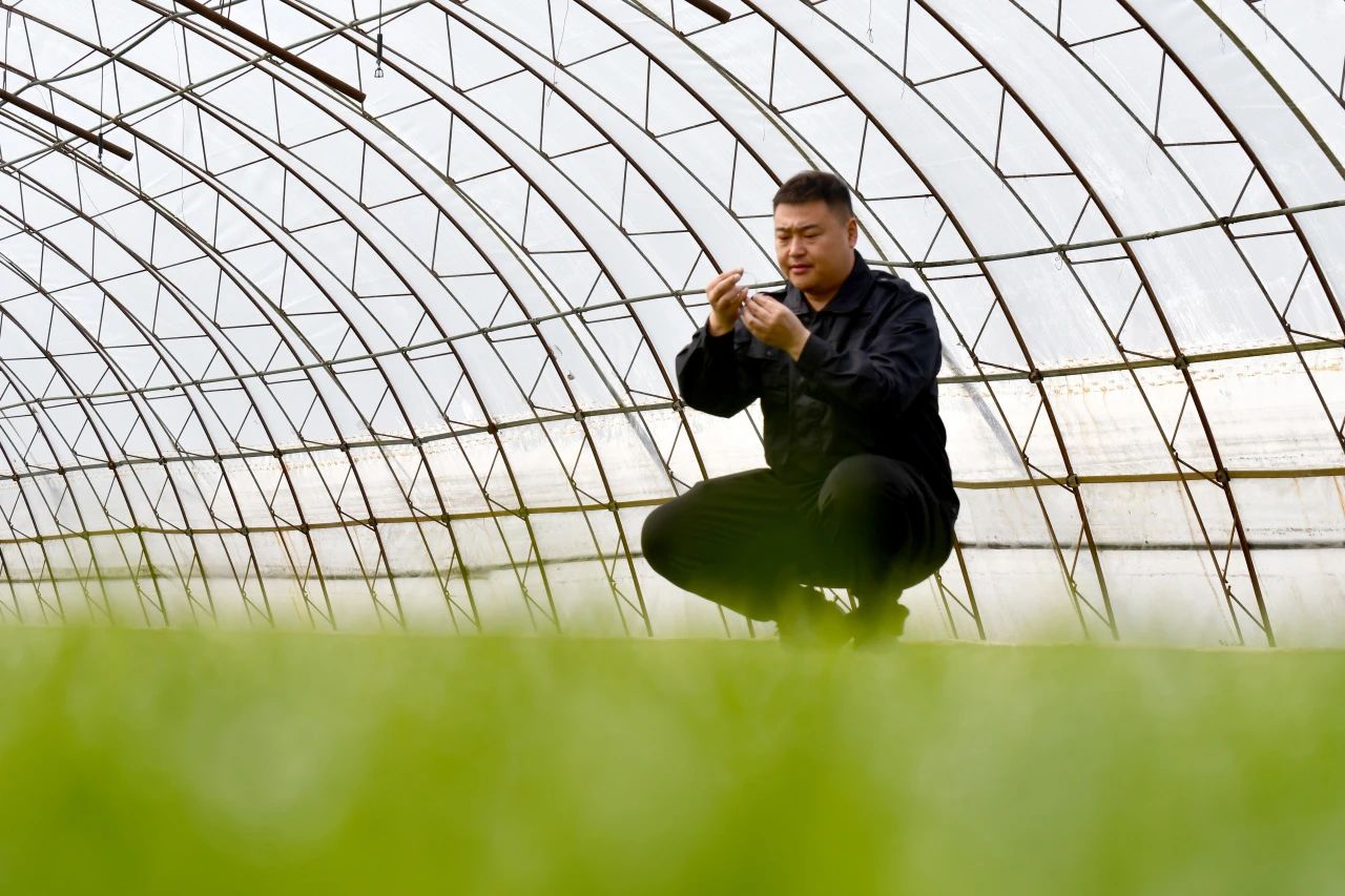 新農領頭人曹宇:讓“八五六稻米”以高價直供長三角高端市場,5年間累計開展科技培訓3440人次(圖1) 微信圖片_20250502075344.jpg