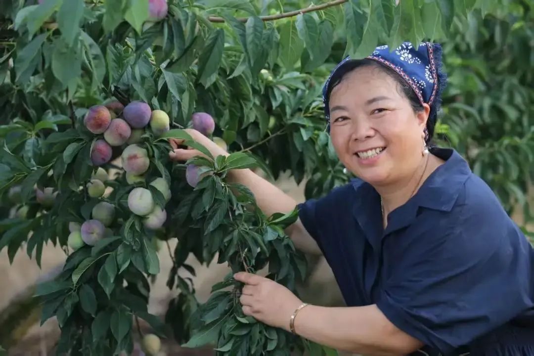 新農(nóng)領(lǐng)頭人沈建利:創(chuàng)立“泥土香”品牌,開通電商平臺(tái),并通過東西協(xié)作將槜李引入貴州等地,幫助當(dāng)?shù)剞r(nóng)民實(shí)現(xiàn)增收(圖1) 微信圖片_20250506073141.jpg