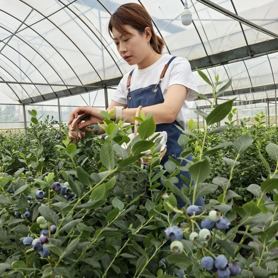新農(nóng)領(lǐng)頭人溫曉松:“盆景式種植”理念獨(dú)特且極具吸引力——將成熟的藍(lán)莓連同盆一起端走,既能作為觀賞植物又能隨時(shí)享受新鮮摘取的果實(shí)(圖1) 微信圖片_20250511080927.jpg